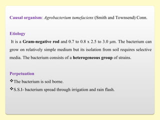Causal organism: Agrobacterium tumefaciens (Smith and Townsend) Conn.
Etiology
It is a Gram-negative rod and 0.7 to 0.8 x 2.5 to 3.0 µm. The bacterium can
grow on relatively simple medium but its isolation from soil requires selective
media. The bacterium consists of a heterogeneous group of strains.
Perpetuation
The bacterium is soil borne.
S.S.I- bacterium spread through irrigation and rain flash.
 