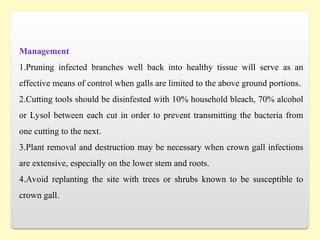 Management
1.Pruning infected branches well back into healthy tissue will serve as an
effective means of control when galls are limited to the above ground portions.
2.Cutting tools should be disinfested with 10% household bleach, 70% alcohol
or Lysol between each cut in order to prevent transmitting the bacteria from
one cutting to the next.
3.Plant removal and destruction may be necessary when crown gall infections
are extensive, especially on the lower stem and roots.
4.Avoid replanting the site with trees or shrubs known to be susceptible to
crown gall.
 