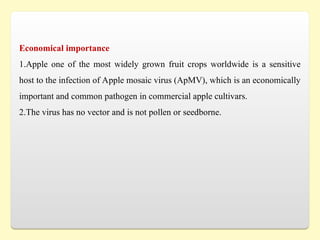 Economical importance
1.Apple one of the most widely grown fruit crops worldwide is a sensitive
host to the infection of Apple mosaic virus (ApMV), which is an economically
important and common pathogen in commercial apple cultivars.
2.The virus has no vector and is not pollen or seedborne.
 