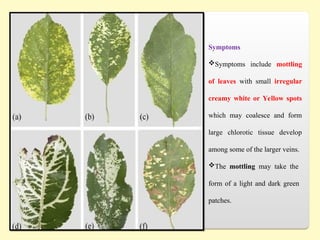Symptoms
Symptoms include mottling
of leaves with small irregular
creamy white or Yellow spots
which may coalesce and form
large chlorotic tissue develop
among some of the larger veins.
The mottling may take the
form of a light and dark green
patches.
 
