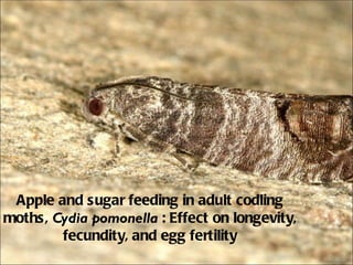Apple and sugar feeding in adult codling
moths, Cydia pomonella : Effect on longevity,
        fecundity, and egg fertility
 