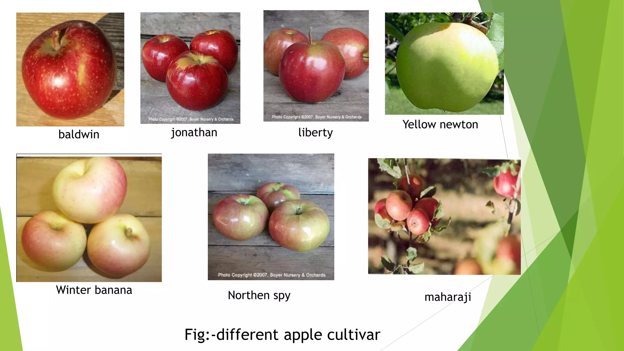 baldwin jonathan liberty
Yellow newton
Winter banana Northen spy maharaji
Fig:-different apple cultivar
 