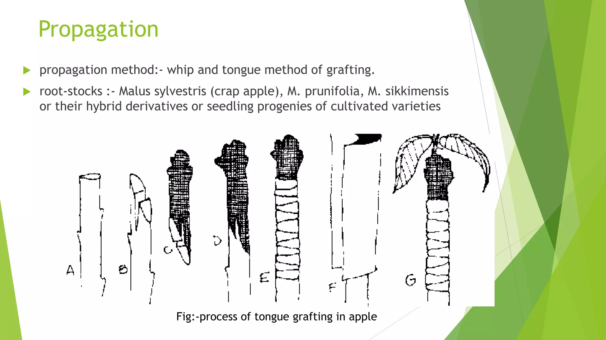 Propagation
 propagation method:- whip and tongue method of grafting.
 root-stocks :- Malus sylvestris (crap apple), M. prunifolia, M. sikkimensis
or their hybrid derivatives or seedling progenies of cultivated varieties
Fig:-process of tongue grafting in apple
 