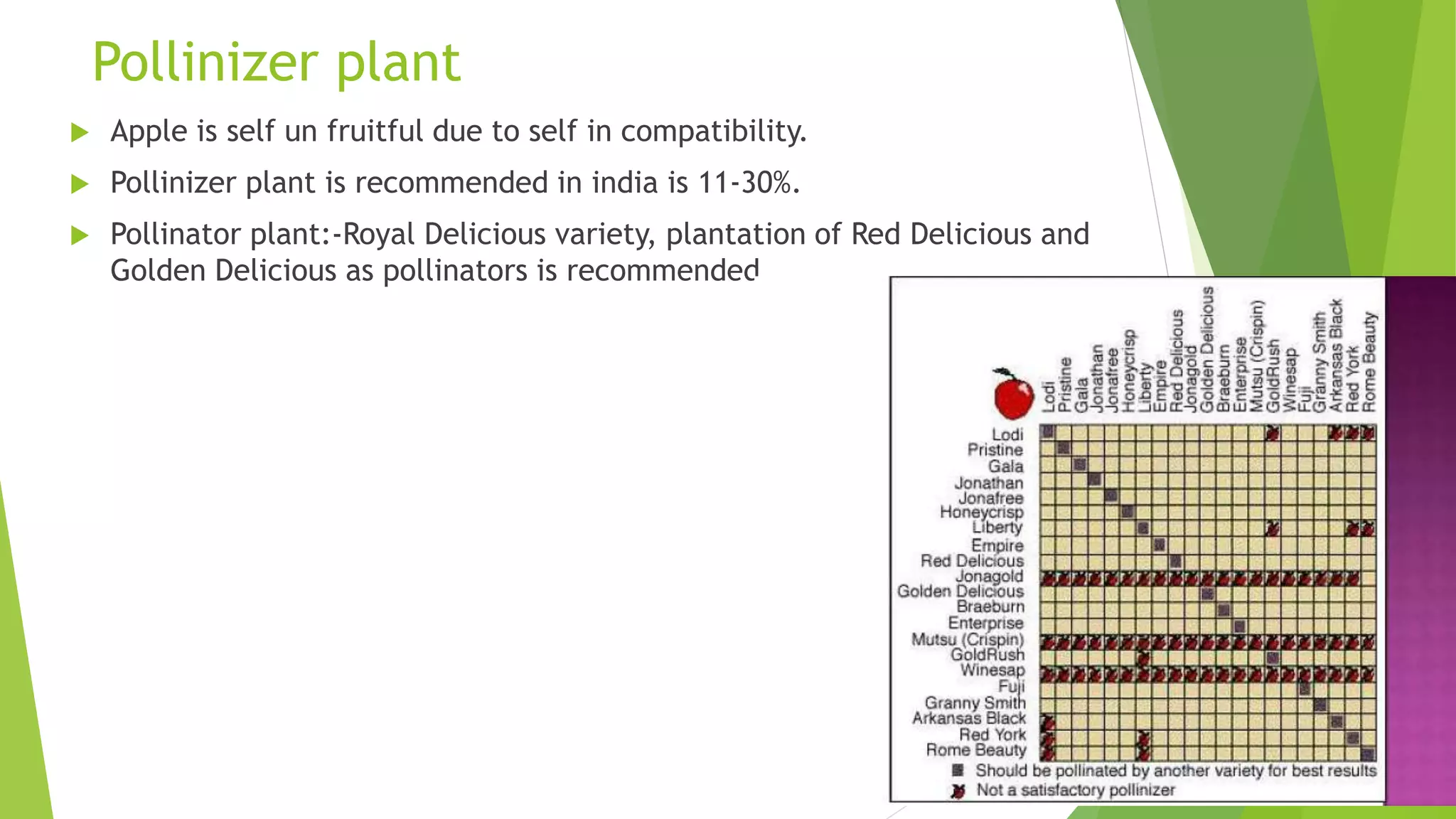 Pollinizer plant
 Apple is self un fruitful due to self in compatibility.
 Pollinizer plant is recommended in india is 11-30%.
 Pollinator plant:-Royal Delicious variety, plantation of Red Delicious and
Golden Delicious as pollinators is recommended
 