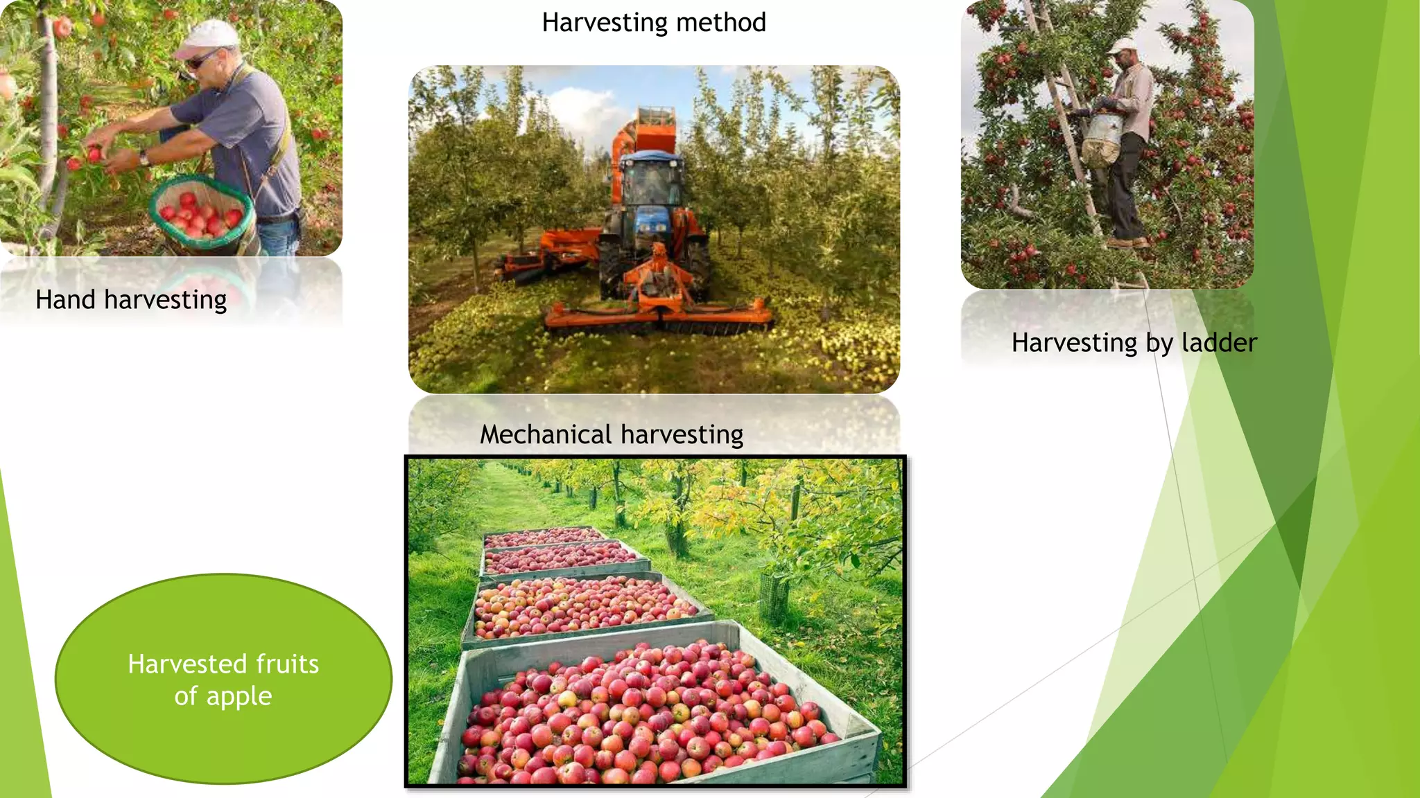 Harvesting method
Hand harvesting
Harvesting by ladder
Mechanical harvesting
Harvested fruits
of apple
 