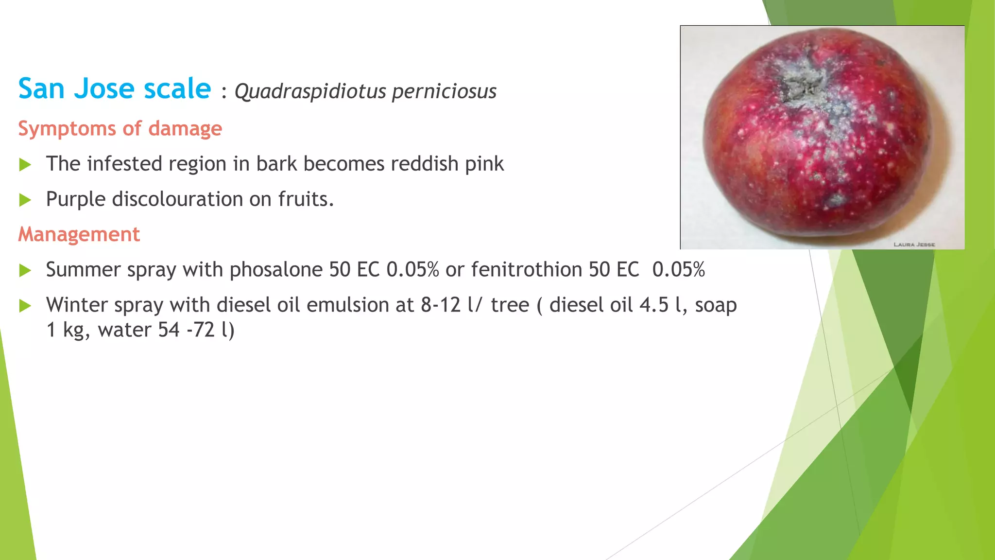 San Jose scale : Quadraspidiotus perniciosus
Symptoms of damage
 The infested region in bark becomes reddish pink
 Purple discolouration on fruits.
Management
 Summer spray with phosalone 50 EC 0.05% or fenitrothion 50 EC 0.05%
 Winter spray with diesel oil emulsion at 8-12 l/ tree ( diesel oil 4.5 l, soap
1 kg, water 54 -72 l)
 