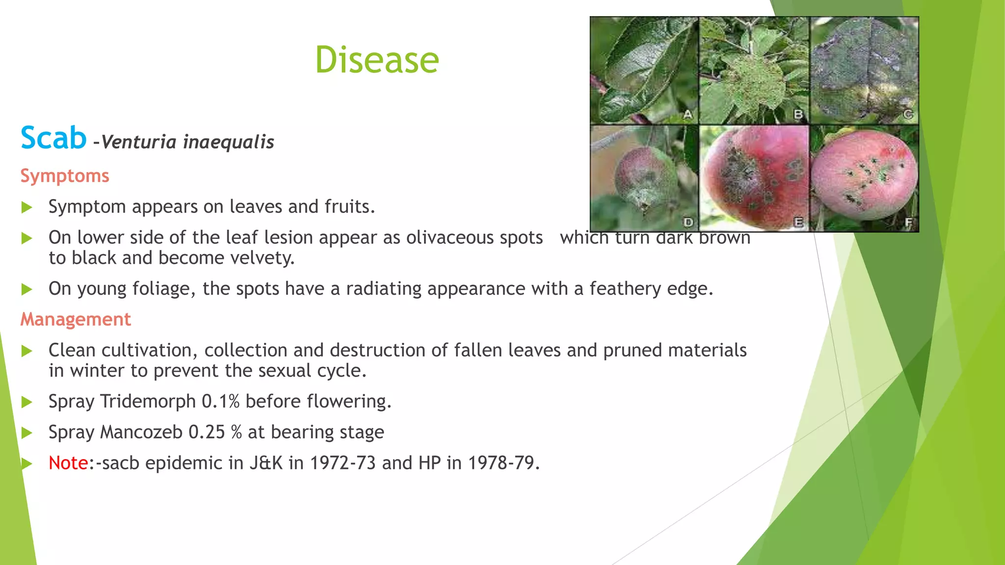 Disease
Scab –Venturia inaequalis
Symptoms
 Symptom appears on leaves and fruits.
 On lower side of the leaf lesion appear as olivaceous spots which turn dark brown
to black and become velvety.
 On young foliage, the spots have a radiating appearance with a feathery edge.
Management
 Clean cultivation, collection and destruction of fallen leaves and pruned materials
in winter to prevent the sexual cycle.
 Spray Tridemorph 0.1% before flowering.
 Spray Mancozeb 0.25 % at bearing stage
 Note:-sacb epidemic in J&K in 1972-73 and HP in 1978-79.
 
