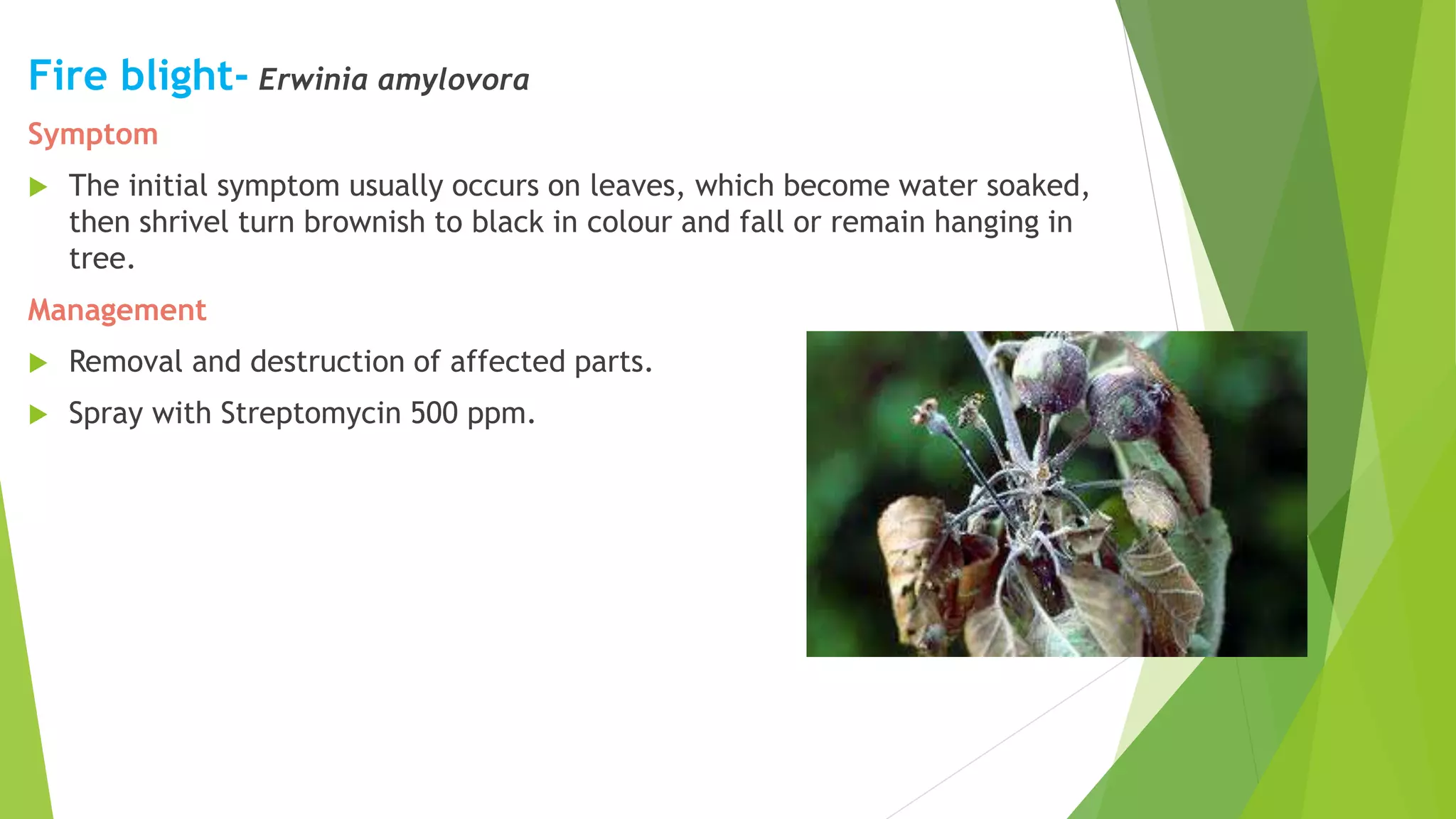 Fire blight- Erwinia amylovora
Symptom
 The initial symptom usually occurs on leaves, which become water soaked,
then shrivel turn brownish to black in colour and fall or remain hanging in
tree.
Management
 Removal and destruction of affected parts.
 Spray with Streptomycin 500 ppm.
 
