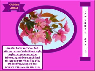 Lavender Apple fragrance starts
with top notes of red delicious apple,
raspberries, plum, and sugar;
followed by middle notes of floral
rosaceous green notes, lilac, pear,
and eucalyptus; and sits on a
powdery, woodsy musk base note.
L
A
V
E
N
D
E
R
A
P
P
L
E
 