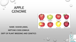 APPLE
GENOME
NAME: SHAHID JAMAL
NEPTUNE CODE:GDWKUX
DEPT OF PLANT BREEDING AND GENETICS
 