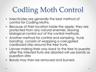 Apple Insects & Mite Pest | PDF