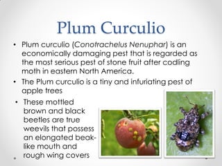 Apple Insects & Mite Pest | PDF