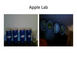 Apple Lab   