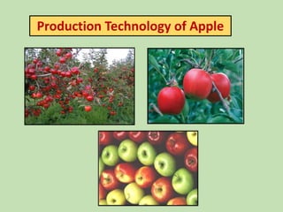Production Technology of Apple
 