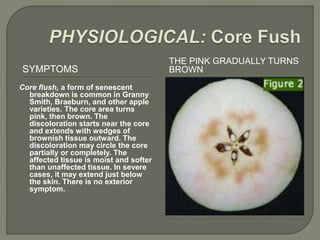 Apple physiological disorders A Lecture By Allah Dad Khan To FFS ...