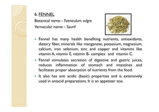 6. FENNEL
Botanical name: - Foeniculum vulgre
Vernacular name: - Saunf

  Fennel has many health benefiting nutrients, antioxidants,
  dietary fiber, minerals like manganese, potassium, magnesium,
  calcium, iron selenium, zinc and copper and vitamins like
  vitamin A, vitamin E, vitamin B- complex and vitamin C.
  Fennel stimulates secretion of digestive and gastric juices,
  reduces inflammation of stomach and intestines and
  facilitates proper absorption of nutrients from the food.
  It also has anti acidic (basic) properties and is extensively
  used in antacid preparations. It is an appetizer too.
 