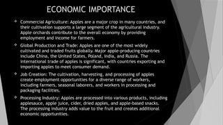 ECONOMIC IMPORTANCE
 Commercial Agriculture: Apples are a major crop in many countries, and
their cultivation supports a large segment of the agricultural industry.
Apple orchards contribute to the overall economy by providing
employment and income for farmers.
 Global Production and Trade: Apples are one of the most widely
cultivated and traded fruits globally. Major apple-producing countries
include China, the United States, Poland, India, and Russia. The
international trade of apples is significant, with countries exporting and
importing apples to meet consumer demand.
 Job Creation: The cultivation, harvesting, and processing of apples
create employment opportunities for a diverse range of workers,
including farmers, seasonal laborers, and workers in processing and
packaging facilities.
 Processing Industry: Apples are processed into various products, including
applesauce, apple juice, cider, dried apples, and apple-based snacks.
The processing industry adds value to the fruit and creates additional
economic opportunities.
 