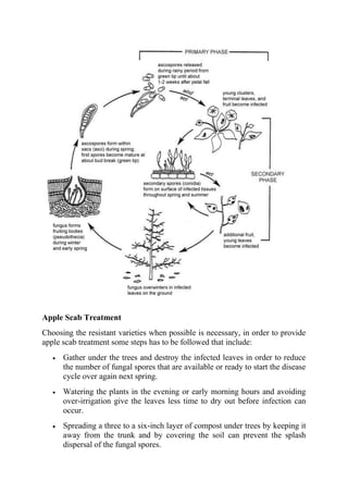 apple scab.pdfpple scab is the most common disease of apple | PDF