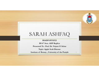 SARAH ASHFAQ
BSADP-BT51F21
BS 6th Sem. ADP Replica
Presented To : Prof. Dr. Najam Ul Sehar
Topic: Apple Scab Disease
Institute of Botany , University of the Punjab 1
 