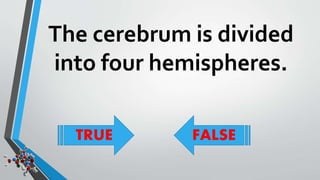 The cerebrum is divided 
into four hemispheres. 
TRUE FALSE 
 