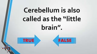 Cerebellum is also 
called as the “little 
brain”. 
TRUE FALSE 
 