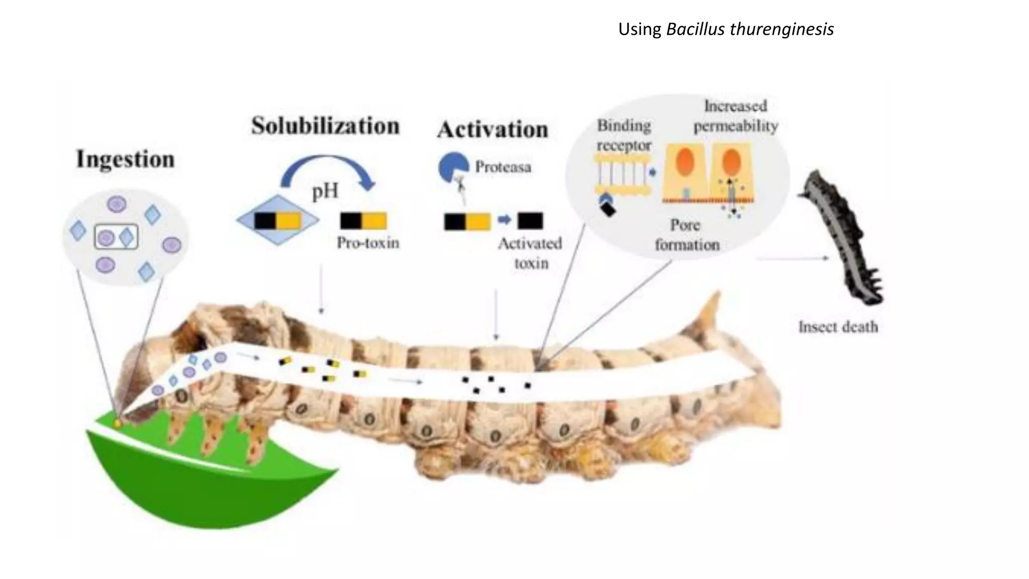 Using Bacillus thurenginesis
 