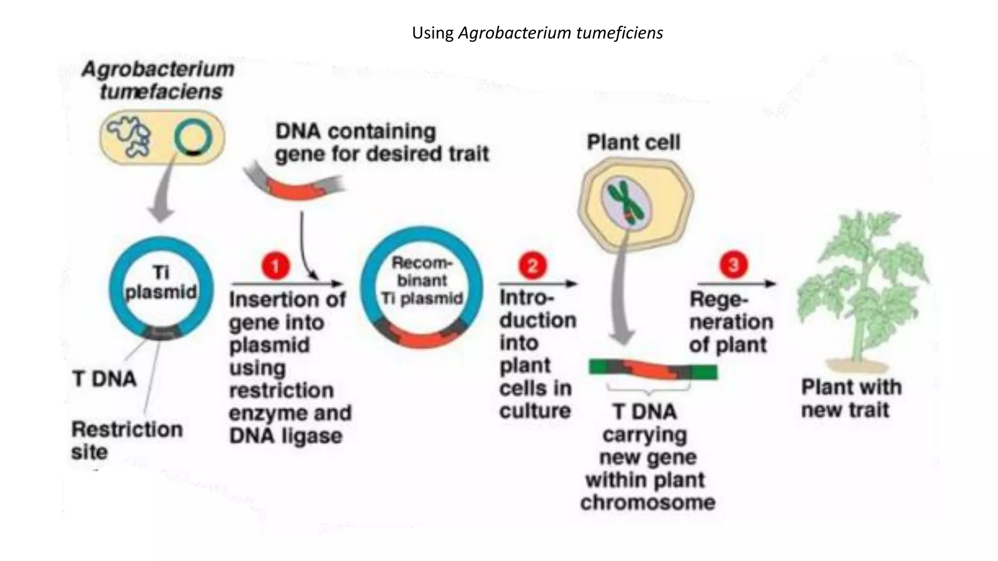 Using Agrobacterium tumeficiens
 