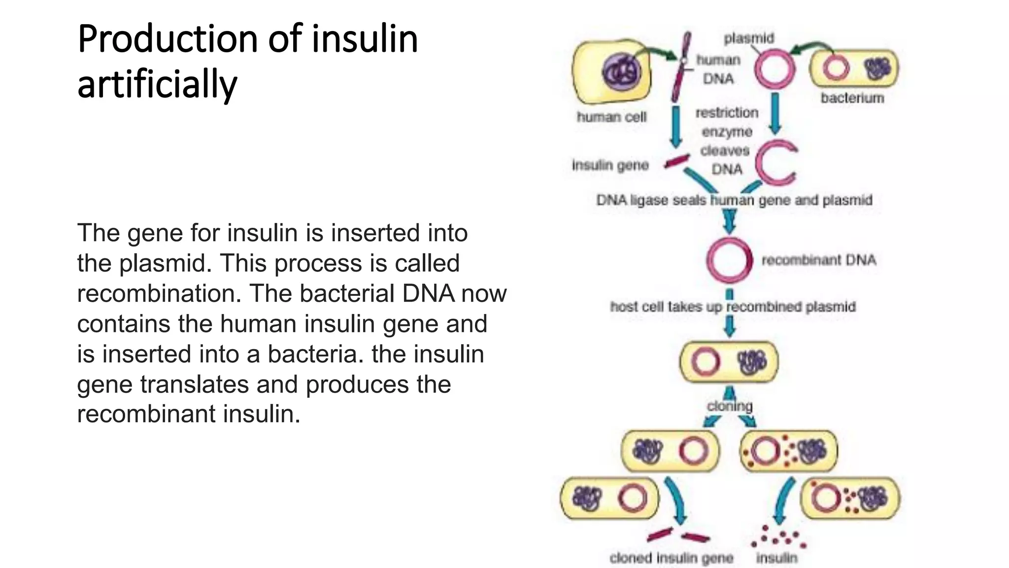 Production of insulin
artificially
The gene for insulin is inserted into
the plasmid. This process is called
recombination. The bacterial DNA now
contains the human insulin gene and
is inserted into a bacteria. the insulin
gene translates and produces the
recombinant insulin.
 