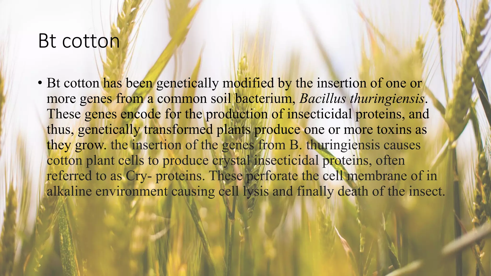 Bt cotton
• Bt cotton has been genetically modified by the insertion of one or
more genes from a common soil bacterium, Bacillus thuringiensis.
These genes encode for the production of insecticidal proteins, and
thus, genetically transformed plants produce one or more toxins as
they grow. the insertion of the genes from B. thuringiensis causes
cotton plant cells to produce crystal insecticidal proteins, often
referred to as Cry- proteins. These perforate the cell membrane of in
alkaline environment causing cell lysis and finally death of the insect.
 