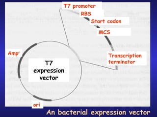 T7 promoter RBS Start codon MCS Transcription terminator Amp r ori T7 expression vector An bacterial expression vector 