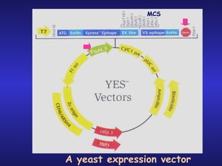 A yeast expression vector MCS 