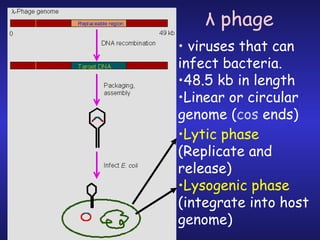 viruses that can infect bacteria.  48.5 kb in length Linear or circular genome ( cos  ends ) Lytic phase  (Replicate and release) Lysogenic phase  (integrate into host genome) λ  phage 