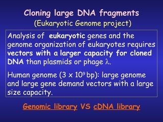 Analysis of  eukaryotic  genes and the genome organization of eukaryotes requires  vectors with a   larger capacity for cloned DNA  than plasmids or phage   . Human genome (3 x 10 9  bp): large genome and large gene demand vectors with a large size capacity.  Cloning large DNA fragments (Eukaryotic Genome project)  Genomic library  VS  cDNA library 