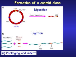 C) Packaging and infect Formation of a cosmid clone Digestion Ligation 