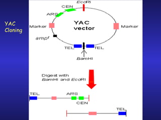 YAC Cloning 
