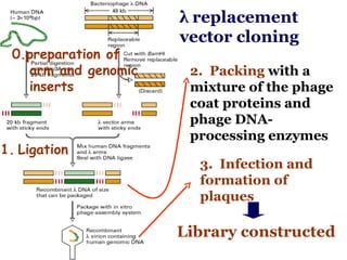 λ  replacement vector cloning 2.  Packing   with a mixture of the phage coat proteins and phage DNA-processing enzymes  3.   Infection and formation of plaques Library constructed Ligation 0.preparation of arm and genomic inserts 