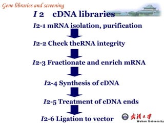I  2  cDNA libraries I 2-1 mRNA isolation, purification I 2-2 Check theRNA integrity I 2-3 Fractionate and enrich mRNA I 2-4 Synthesis of cDNA  I 2-5 Treatment of cDNA ends I 2-6 Ligation to vector Gene libraries and screening 