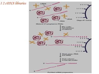 I  2 cDNA libraries 