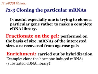 I 2-3 Cloning the particular mRNAs Is useful especially one is trying to clone a particular gene rather to make a complete cDNA library.  Fractionate on the gel:   performed on the basis of size, mRNAs of the interested sizes are recovered from agarose gels Enrichment:   carried out by hybridization Example: clone the hormone induced mRNAs (substrated cDNA library) I 2  cDNA libraries 