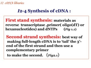I 2-4 Synthesis of cDNA  : First stand synthesis:   materials as reverse  transcriptase ,primer( oligo(dT) or hexanucleotides) and dNTPs  ( Fig  1.1)   Second strand synthesis:   best way of making full-length cDNA is to ‘tail’ the 3’-end of the first strand and then use a complementary primer to make the second.   ( Fig 2.1 )  I 2  cDNA libraries 