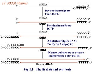 5’ mRNA   AAAAA -3’ HO- TTTTT P -5’ 5’ Reverse transcriptase Four dNTPs AAAAA -3’ TTTTT P -5’ mRNA   mRNA   c DNA c DNA c DNA Duplex c DNA AAAAA -3’ TTTTT P -5’ TTTTT P -5’ 3’ 3’-CCCCCCC Terminal transferase dCTP Alkali (hydrolyaes RNA) Purify DNA oligo(dG) Klenow polymerase or reverse Transcriotase Four dNTPs 5’-pGGGG-OH 5’ 3’-CCCCCCC 5’-pGGGG 3’-CCCCCCC TTTTT P -5’ -3’ Fig  1.1  The first strand synthesis I 2  cDNA libraries 