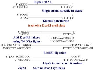 5’-pGGGG 3’-CCCCCCC HO-CCGAATTCGGGGGG 3’-GGCTTAAGCCCCCC 5’-pAATTCGGGGGG TTTTTGGCTTAAGCC-OH CCGAATTCGG-3’ 3’-CCCC  3’-CCCCCCC 3’-CCC 5’-pGGGG 5’-pGGGG TTTTTp-5’ -3’ TTTTTp-5’ TTTTTp-5’ -3’ -3’ TTTTTGGCTTAAp-5’ HO-CCG/AATTCGG-3’ 3’-GGCTTAA/GCC-OH CCG-3’ Duplex cDNA Single strand-specific nuclease Klenow polymerase treat with E.coRI methylase Add E.colRI linkers  using T4 DNA ligase E.colRI digestion Ligate to vector and transfom Fig 2.1  Second strand synthesis 