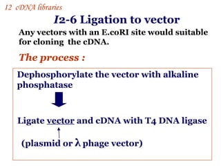 I 2-6 Ligation to vector   Any vectors with an E.coRI site would suitable for cloning  the cDNA. The process :   Dephosphorylate the vector with alkaline phosphatase  Ligate  vector  and cDNA with T4 DNA ligase (plasmid or  λ  phage vector) I 2  cDNA libraries 