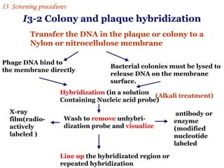 I 3-2 Colony and plaque hybridization  Transfer the DNA in the plaque or colony to a Nylon or nitrocellulose membrane Phage DNA bind to  the membrane directly  Bacterial colonies must be lysed to  release DNA on the membrane surface.  Hybridization  (in a solution  Containing Nucleic acid probe) Wash to  remove  unhybri- dization probe and  visualize   X-ray film(radio- actively labeled ) antibody or enzyme (modified nucleotide labeled  Line up  the hybridizated region or repeated hybridization  (Alkali treatment) I 3  Screening procedures 