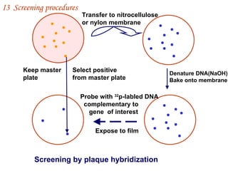 Transfer to nitrocellulose or nylon membrane Denature DNA(NaOH) Bake onto membrane Probe with  32 p-labled DNA  complementary to  gene  of interest Expose to film Select positive  from master plate Keep master  plate Screening by plaque hybridization I 3  Screening procedures 