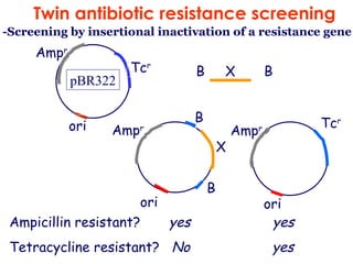Ampicillin resistant?  yes   yes Tetracycline resistant?  No  yes B  X  B B B X Amp r ori Amp r Tc r ori -Screening by insertional inactivation of a resistance gene Twin antibiotic resistance screening Amp r Tc r ori pBR322 