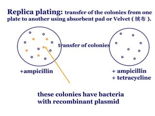 Replica plating:  transfer of the colonies from one plate to another using absorbent pad or Velvet ( 绒布 ). transfer of colonies +ampicillin + ampicillin + tetracycline these colonies have bacteria with recombinant plasmid 