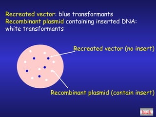 Recreated vector : blue transformants Recombinant plasmid  containing inserted DNA: white transformants Recreated vector (no insert) Recombinant plasmid (contain insert) back 
