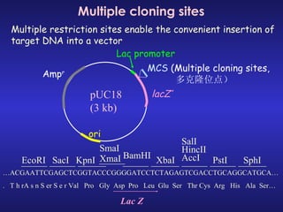 Multiple cloning sites Multiple restriction sites enable the convenient insertion of target DNA into a vector  Amp r ori pUC18 (3 kb) MCS   (Multiple cloning sites, 多克隆位点） Lac promoter lacZ’ … ACGAATTCGAGCTCGGTACCCGGGGATCCTCTAGAGTCGACCTGCAGGCATGCA… .  T h rA s n S er S e r Val  Pro  Gly  Asp  Pro  Leu  Glu  Ser  Thr Cys  Arg  His  Ala  Ser… EcoRI SacI KpnI SmaI XmaI BamHI XbaI SalI HincII AccI PstI SphI Lac Z 