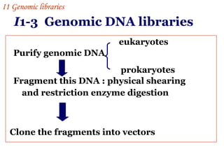 I 1-3  Genomic DNA libraries ,[object Object],[object Object],eukaryotes prokaryotes Clone the fragments into vectors I 1  Genomic libraries   